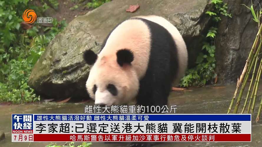 大熊猫在香港的影响力赠港大熊猫抵达香港了吗香港的4只熊猫叫什么名