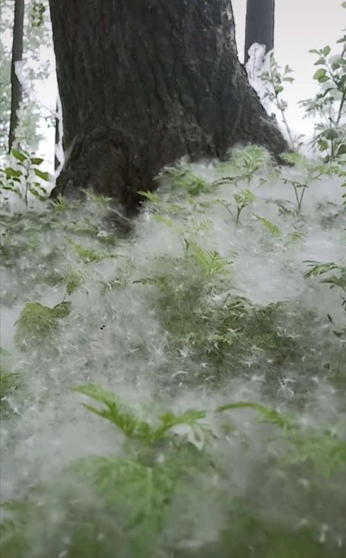 西安杨絮飞舞惹人烦，有没有好的解决方法沧州大化百度百科清明上河园歌词