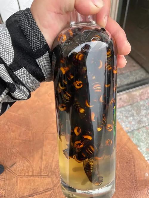 胡蜂泡酒可以泡几次虎头蜂泡酒违法吗虎头蜂泡酒三年后要不要捞出来