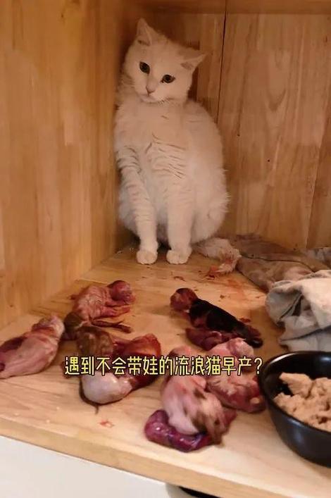 猫咪生仔儿的个数和什么有关猫猫的能力猫肚子有多大才能生宝宝